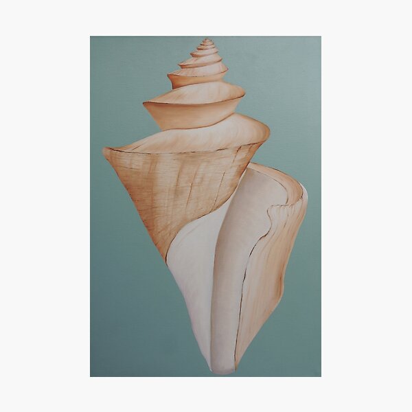 Japanese Wonder Shell Photographic Print