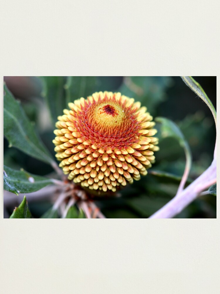 Alternate view of Banksia epica Photographic Print