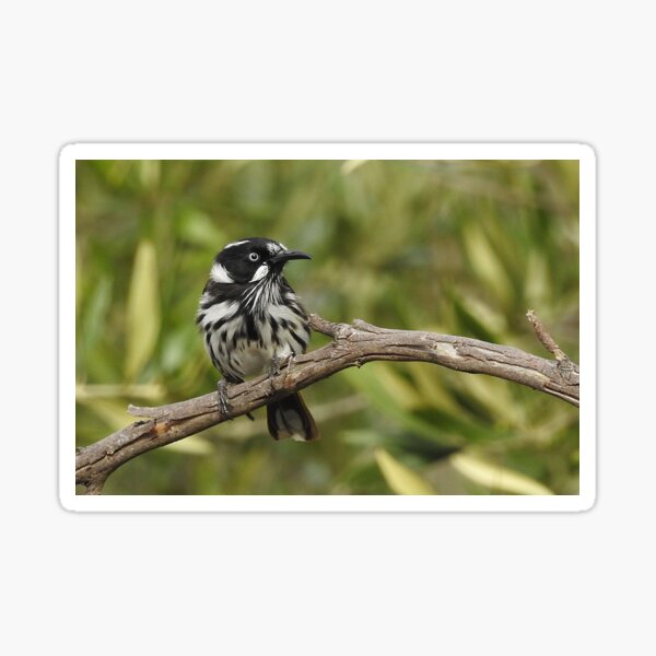 Item preview, the little honeyeater designed and sold by Janine Matheson.