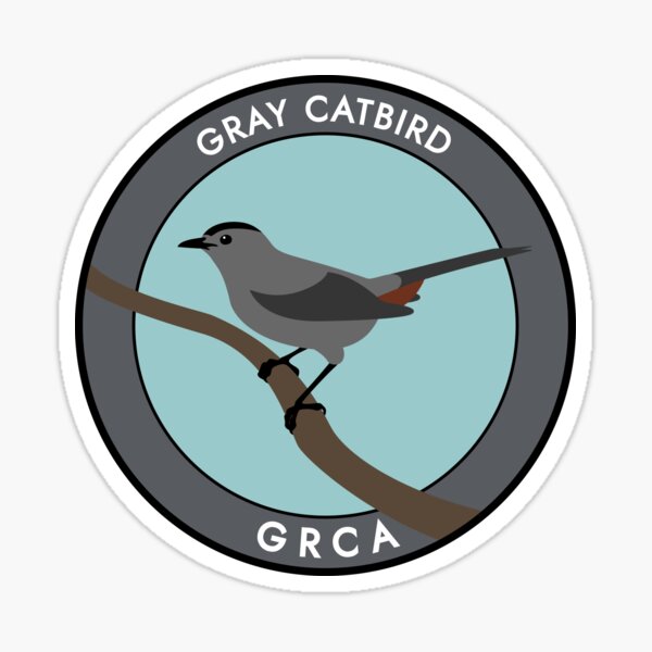 Gray Catbird Sticker
