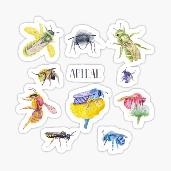 Wild Bees Illustration | Apidae Watercolor / Aquarelle Painting Sticker