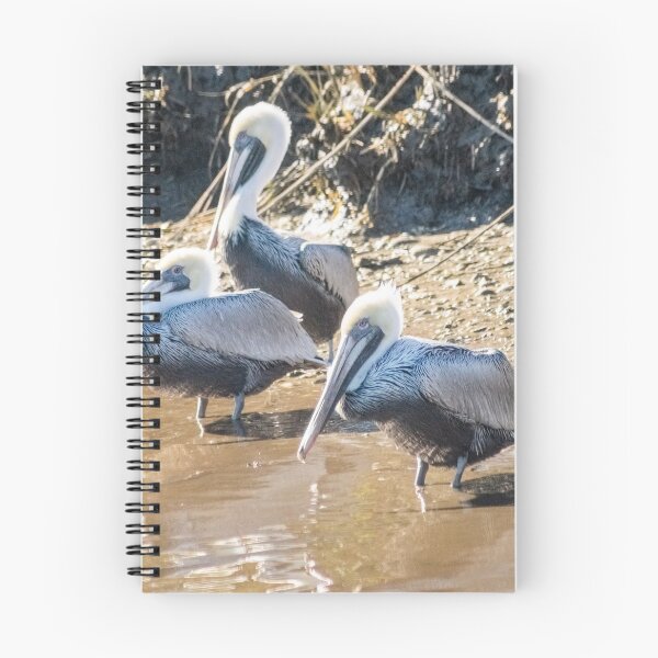 Item preview,  Brown pelican in Intracoastal Waterway  designed and sold by KensLensDesigns.