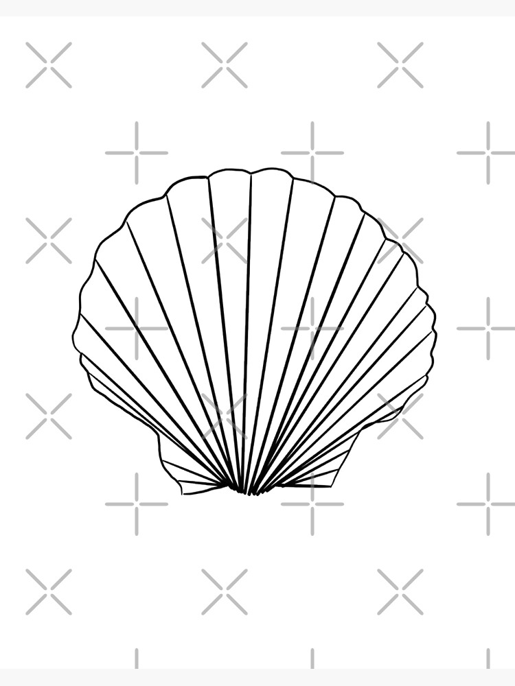 Seashell Drawing  How To Draw A Seashell Step By Step