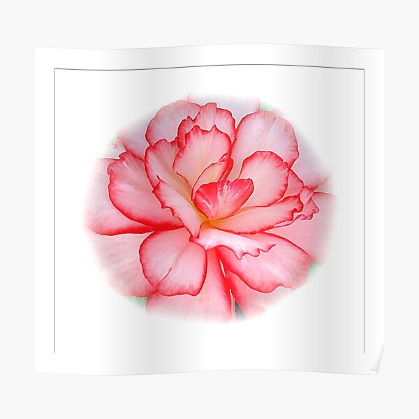 Red & White Beauty ! Poster