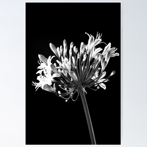 Item preview, Agapanthus Unveiled designed and sold by Marcus Buckley.