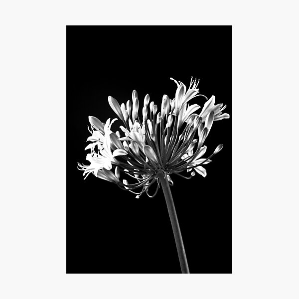 Item preview, Agapanthus Unveiled designed and sold by Marcus Buckley.
