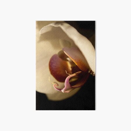 Orchid in Evening Sunlight Art Board Print