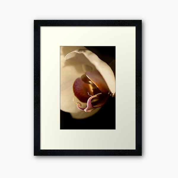 Orchid in Evening Sunlight Framed Art Print
