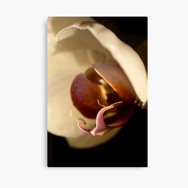 Orchid in Evening Sunlight Canvas Print
