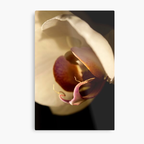 Orchid in Evening Sunlight Metal Print