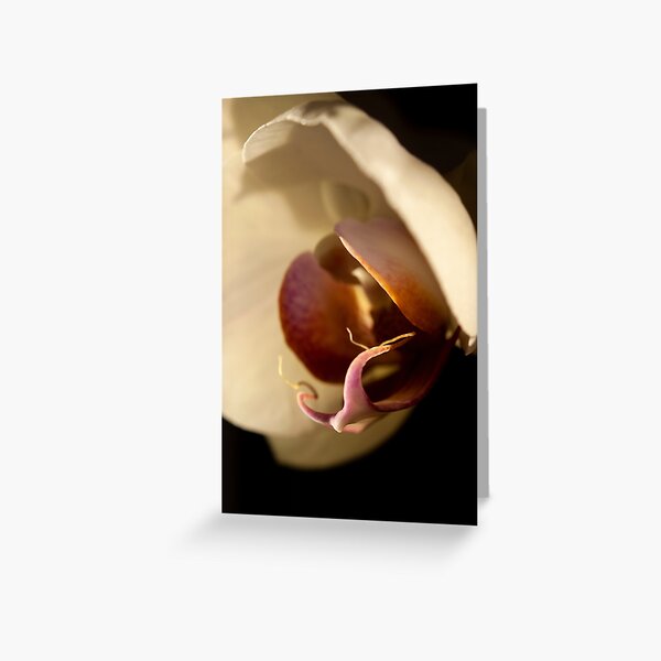 Orchid in Evening Sunlight Greeting Card