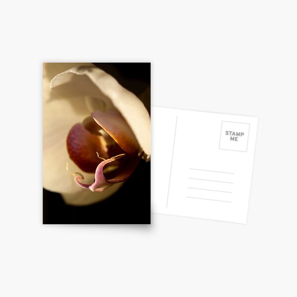 Orchid in Evening Sunlight Postcard