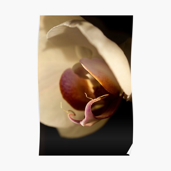 Orchid in Evening Sunlight Poster