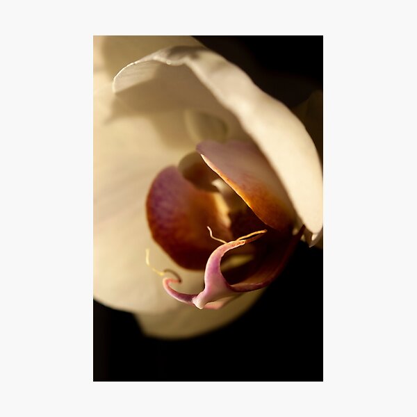 Orchid in Evening Sunlight Photographic Print