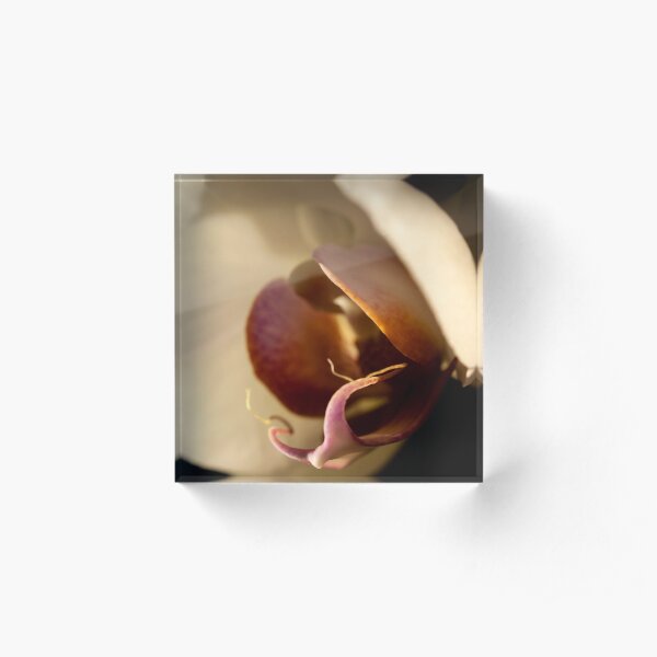 Orchid in Evening Sunlight Acrylic Block
