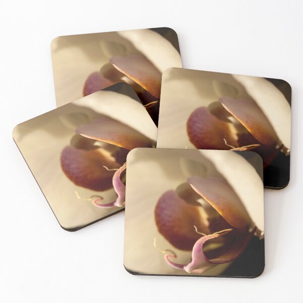 Orchid in Evening Sunlight Coasters (Set of 4)