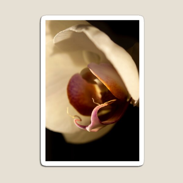 Orchid in Evening Sunlight Magnet