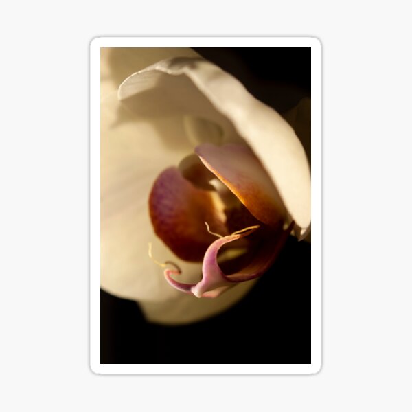 Orchid in Evening Sunlight Sticker