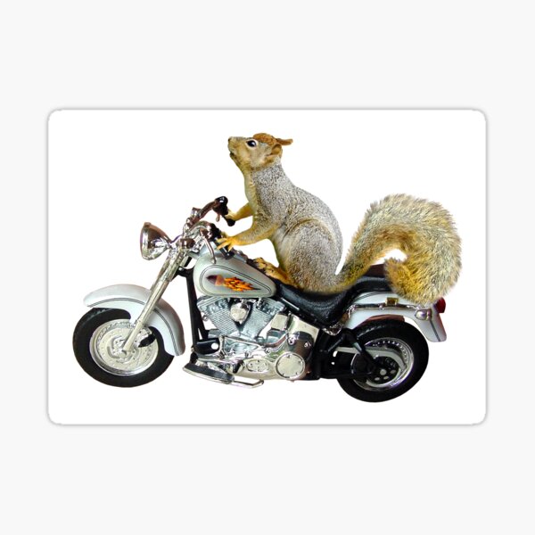 Squirrel on Motorcycle Sticker