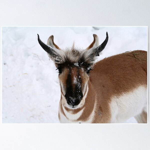 Item preview, THE PRONGHORN designed and sold by Larry Trupp.