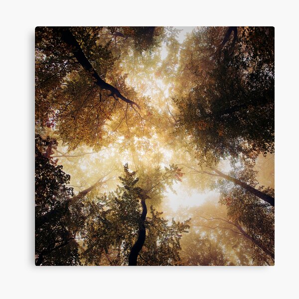 Vertigo Canvas Print