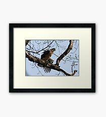 COOPER'S HAWK Framed Print