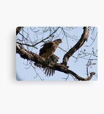 COOPER'S HAWK Canvas Print