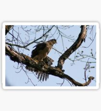 COOPER'S HAWK Sticker