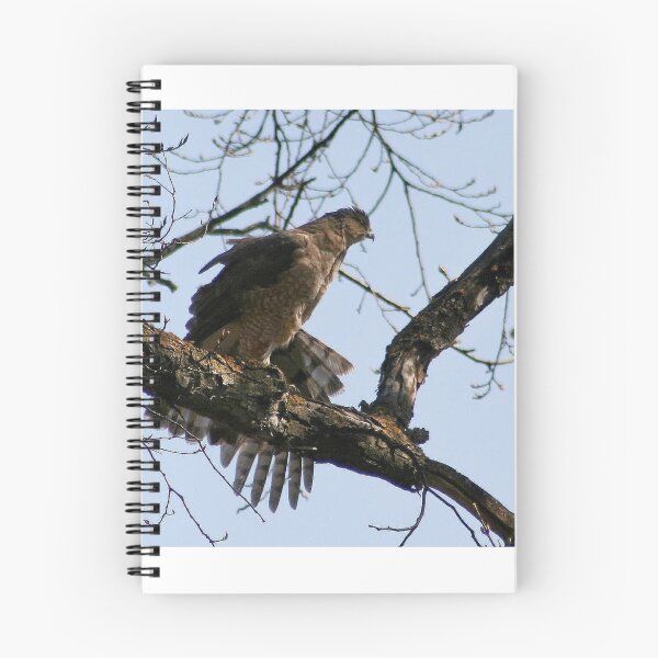 Item preview, COOPER'S HAWK designed and sold by Larry Trupp.