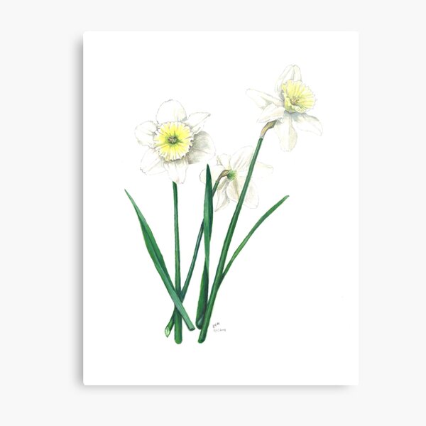 White Daffodils - "Ice Follies" Botanical Illustration Metal Print