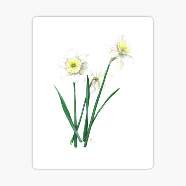 White Daffodils - "Ice Follies" Botanical Illustration Sticker