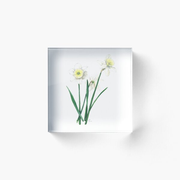 White Daffodils - "Ice Follies" Botanical Illustration Acrylic Block