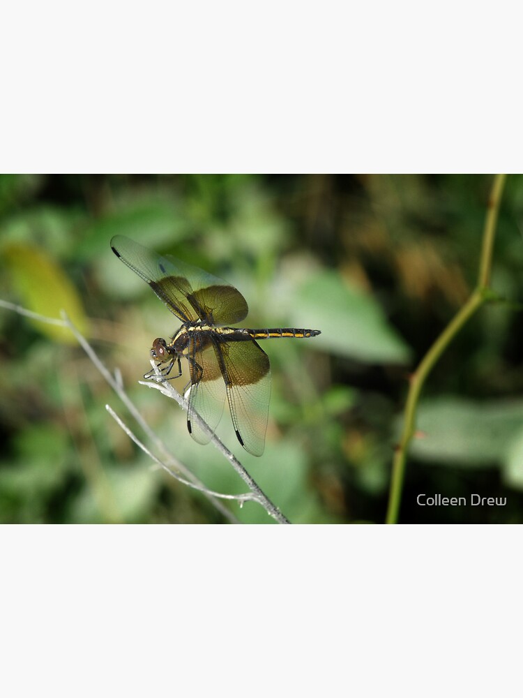Dragonfly by colgdrew
