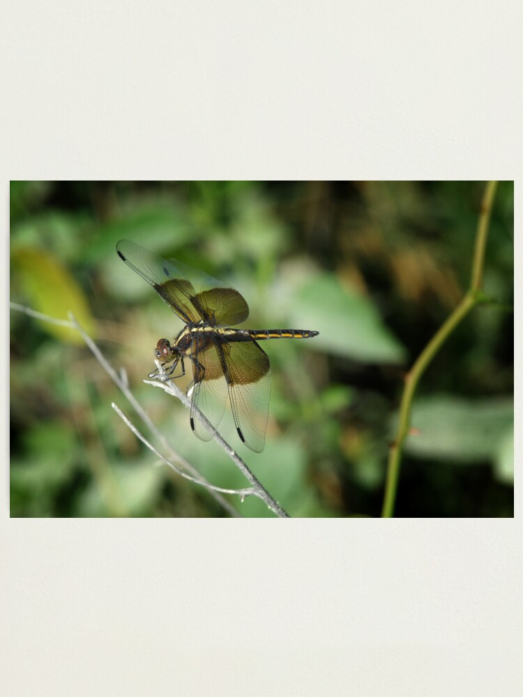 Alternate view of Dragonfly Photographic Print
