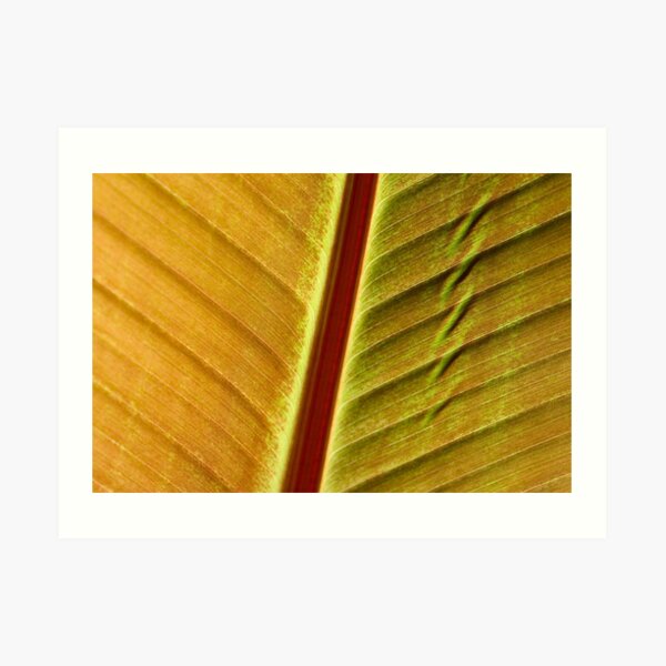 bronze leaf Art Print