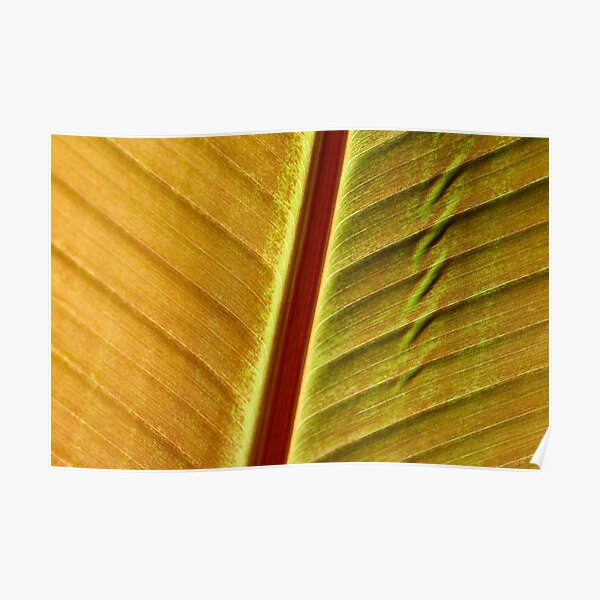 bronze leaf Poster