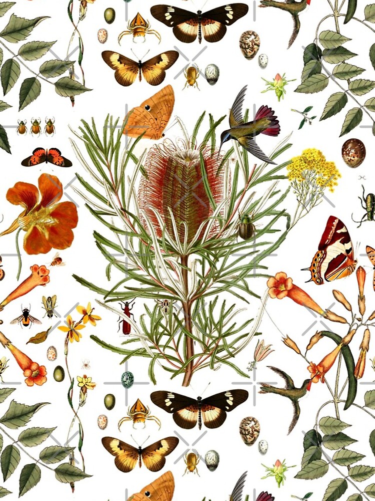Banksia,Butterflies and bees by rolphenstien