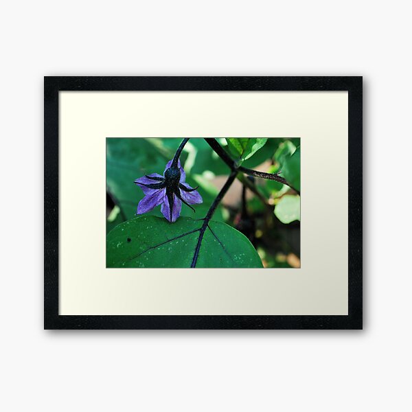 essence of eggplant! Framed Art Print