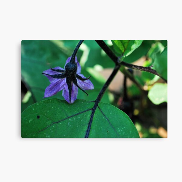 essence of eggplant! Canvas Print