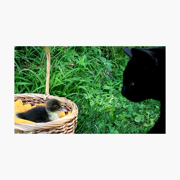 REDREAMING MUSCOVY Photographic Print