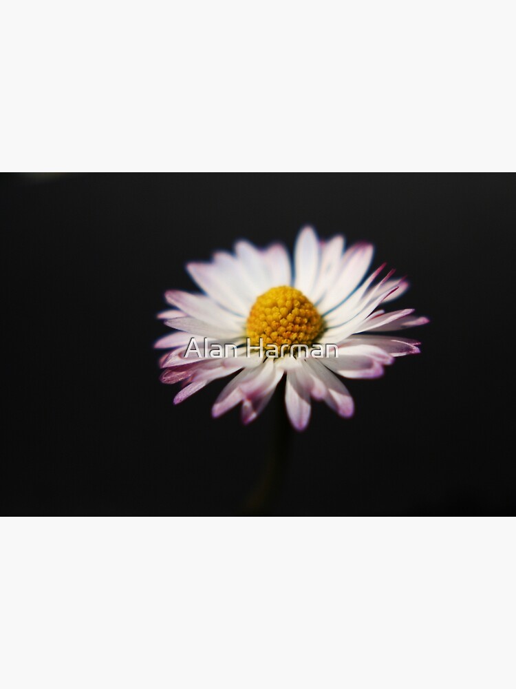 Common Daisy by AlanHarman