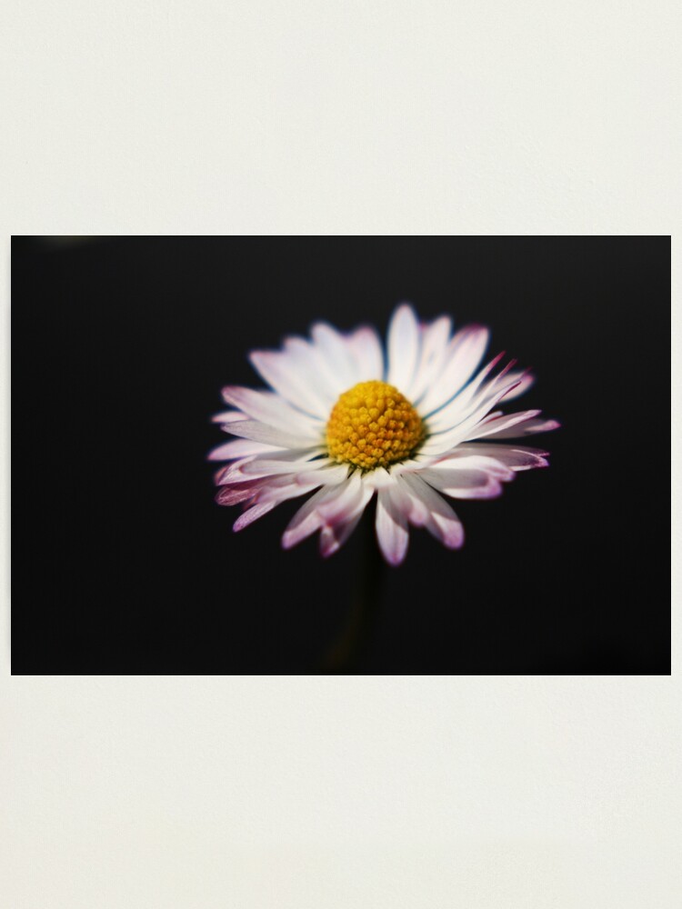 Alternate view of Common Daisy Photographic Print