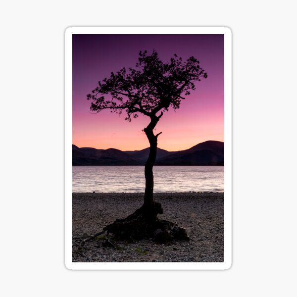 Item preview, Tree at Loch Lomond designed and sold by lyndsaymphoto.