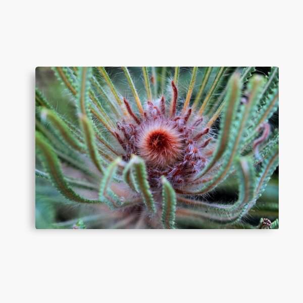 Banksia hookeriana Canvas Print