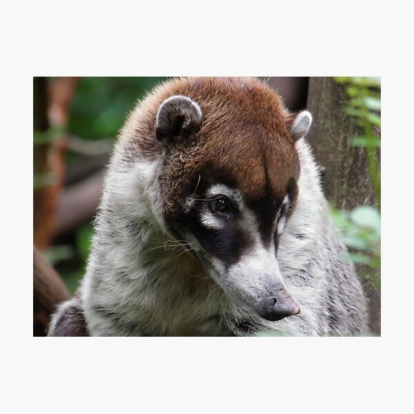 The White-nosed Coati Photographic Print