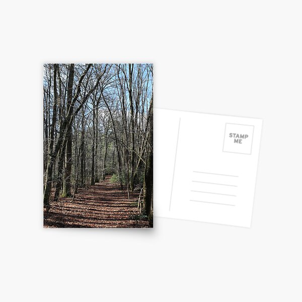 Walking Track at Emerald Lake Postcard