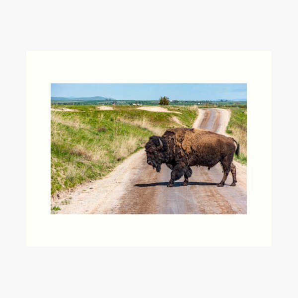 Item preview, Why did the Bison cross the road? designed and sold by Bryan Spellman.