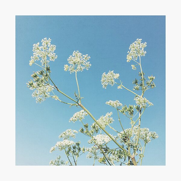 Whisper Photographic Print