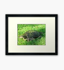 Snapper Framed Print