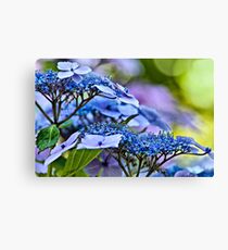 Lace Cap Canvas Print